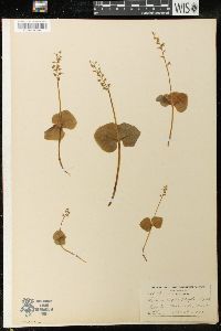 Listera cordata image