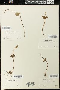 Listera cordata image