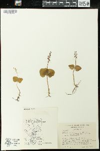 Listera cordata image