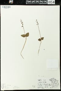 Listera cordata image