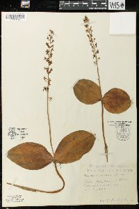 Listera ovata image