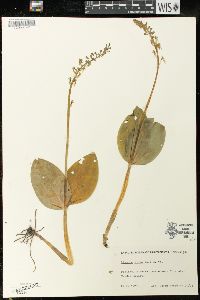 Listera ovata image