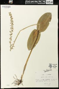 Listera ovata image