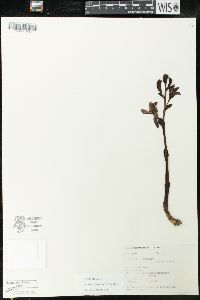 Listera ovata image