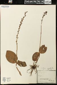 Listera ovata image