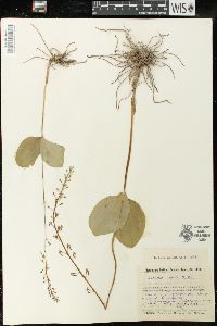 Listera ovata image