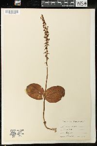 Listera ovata image