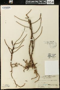 Luisia teretifolia image