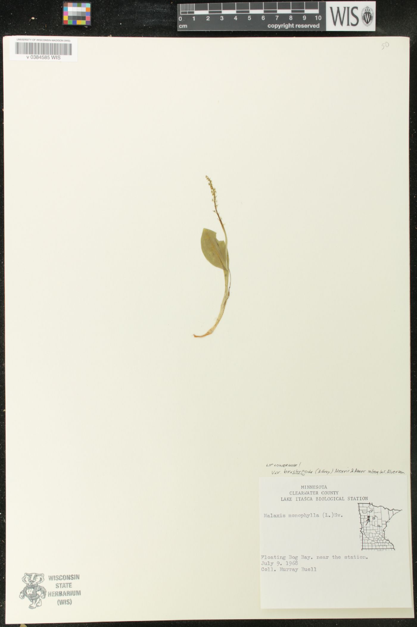 Malaxis monophyllos var. brachypoda image