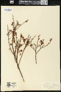 Vaccinium vacillans image