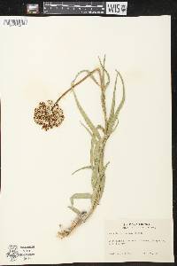 Asclepias asperula image