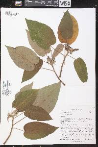 Croton costatus image