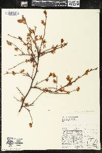 Vaccinium angustifolium image