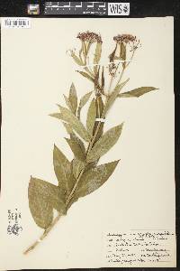 Asclepias incarnata var. pulchra image