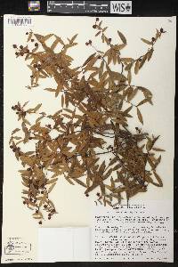 Vaccinium stenophyllum image
