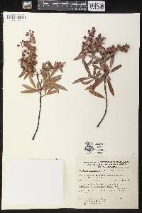 Vaccinium stenophyllum image