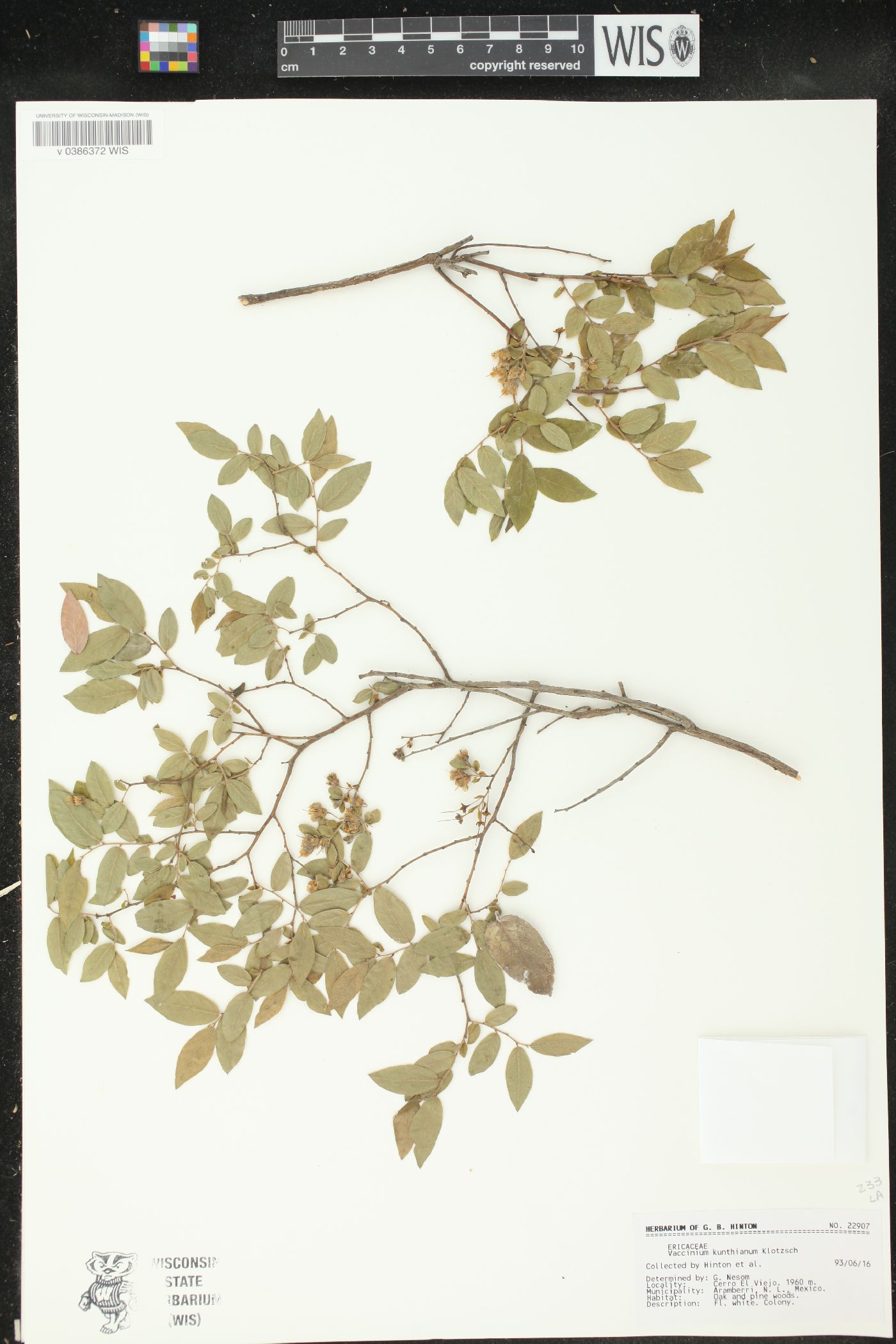 Vaccinium kunthianum image