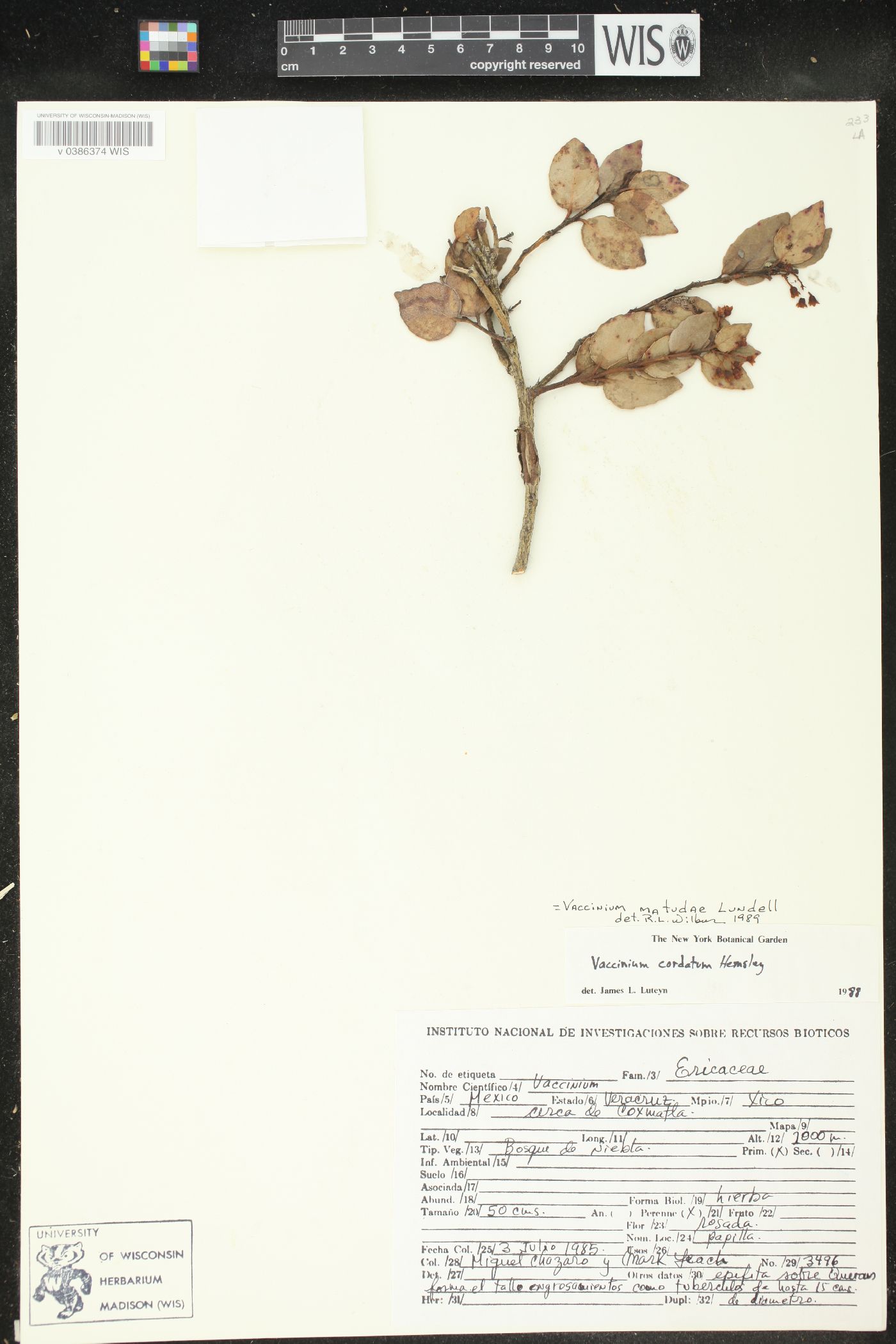 Vaccinium cordatum image