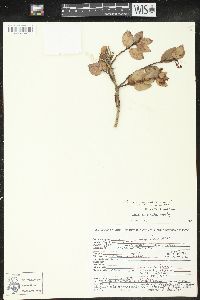 Vaccinium cordatum image