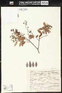 Vaccinium leucanthum image