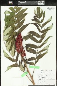 Rhus typhina image