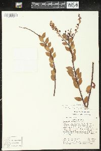 Vaccinium leucanthum image