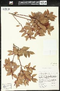 Vaccinium leucanthum image