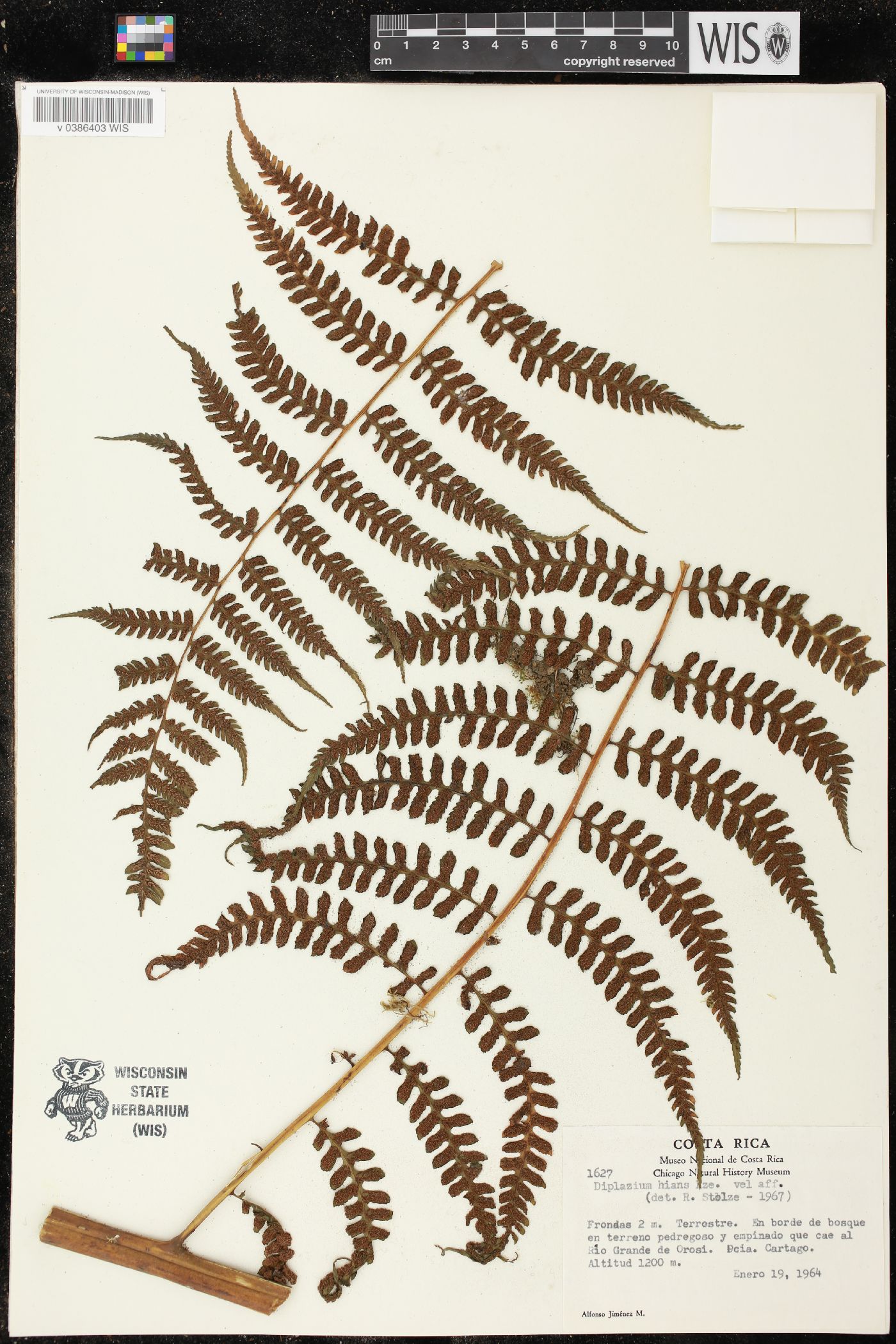 Diplazium hians image