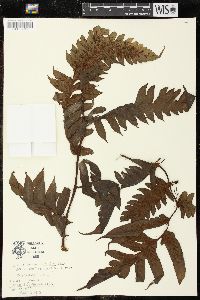 Diplazium macrophyllum image