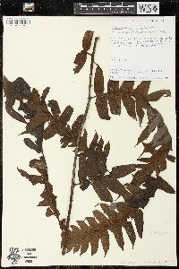 Diplazium macrophyllum image