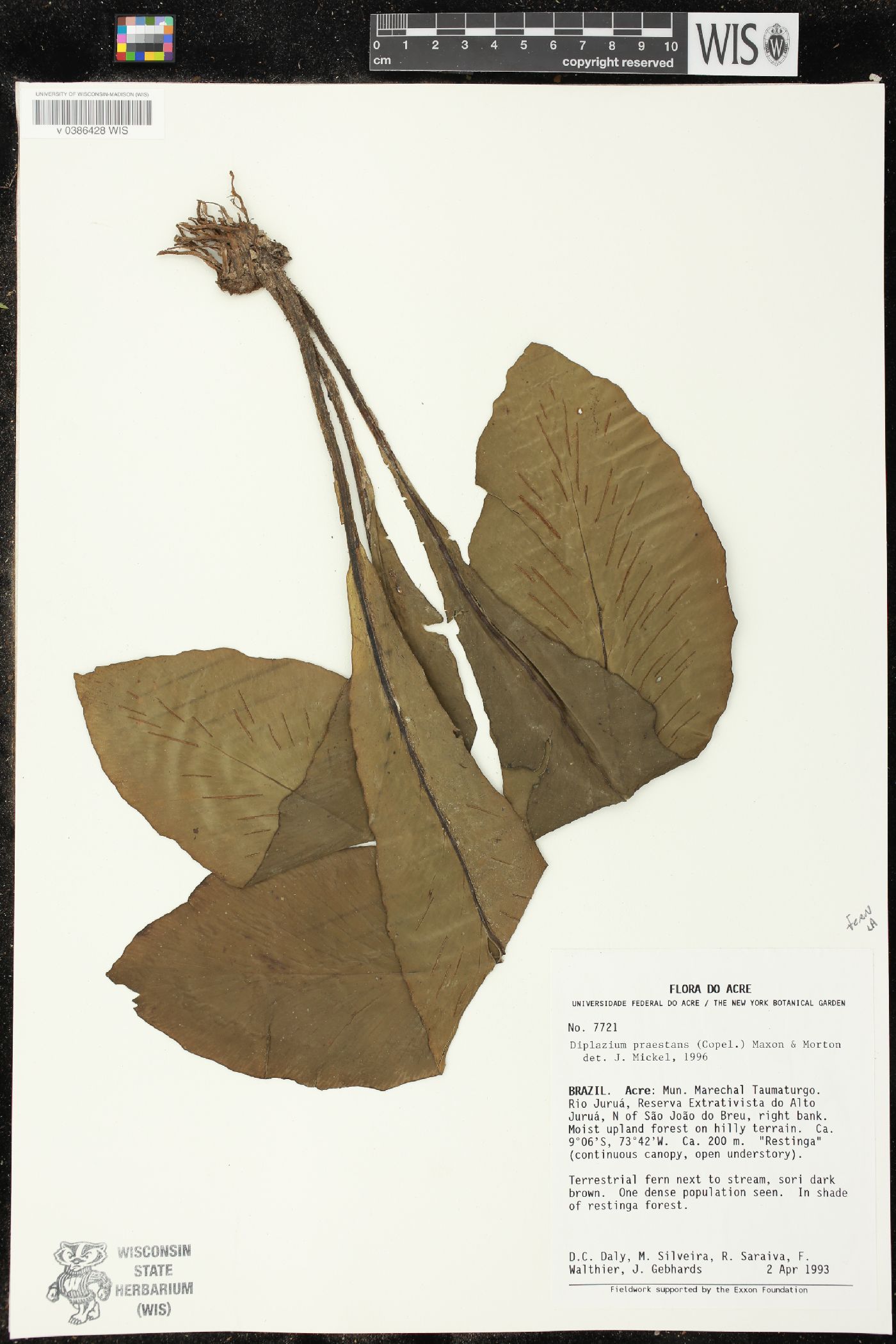 Diplazium praestans image