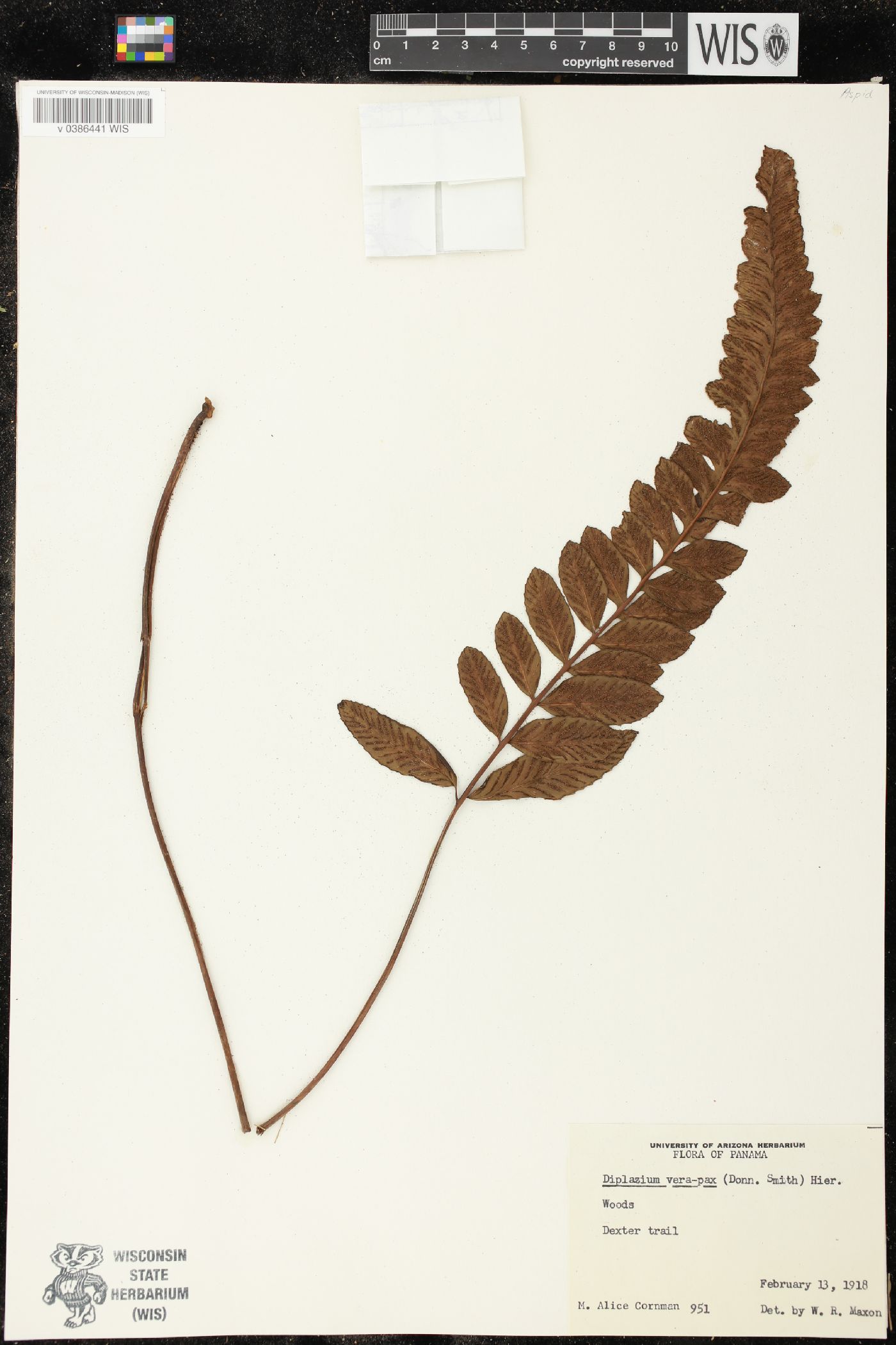 Diplazium verapax image