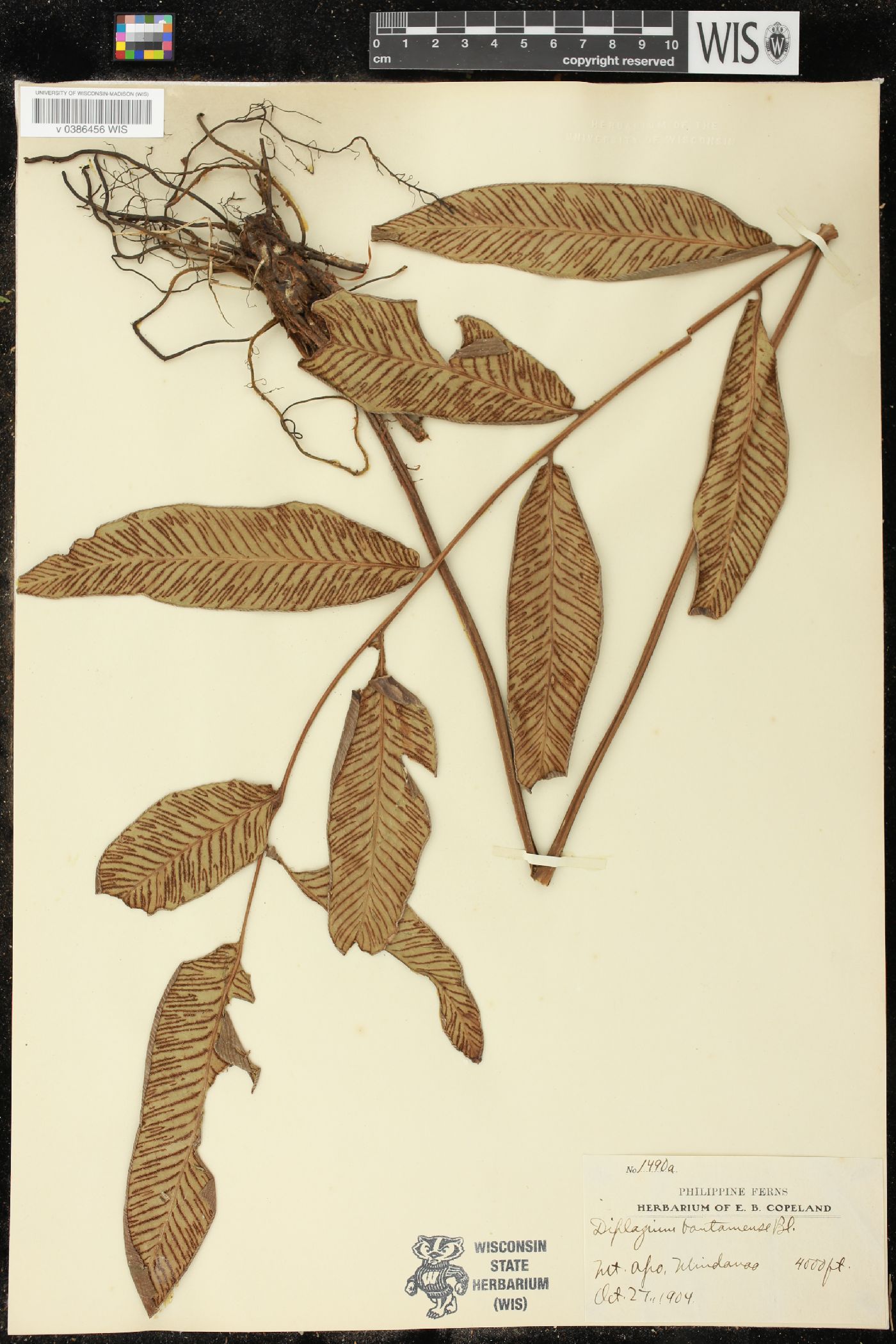 Diplazium bittyuense image