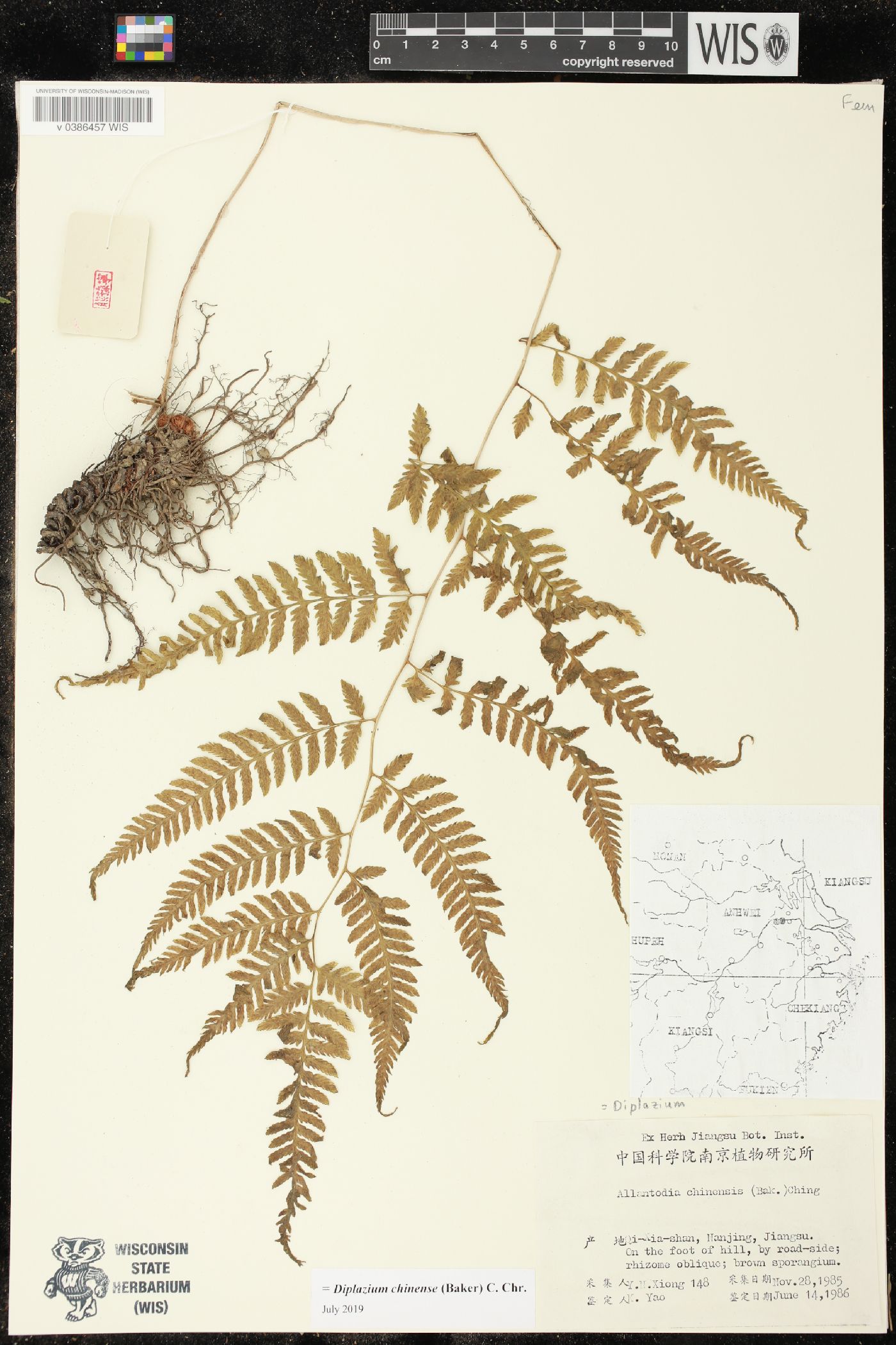 Diplazium chinense image