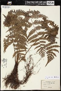 Media resource of Cornopteris opaca