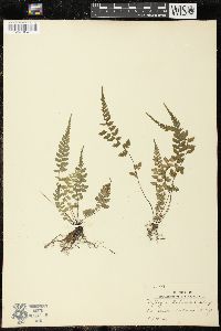 Diplazium williamsii image