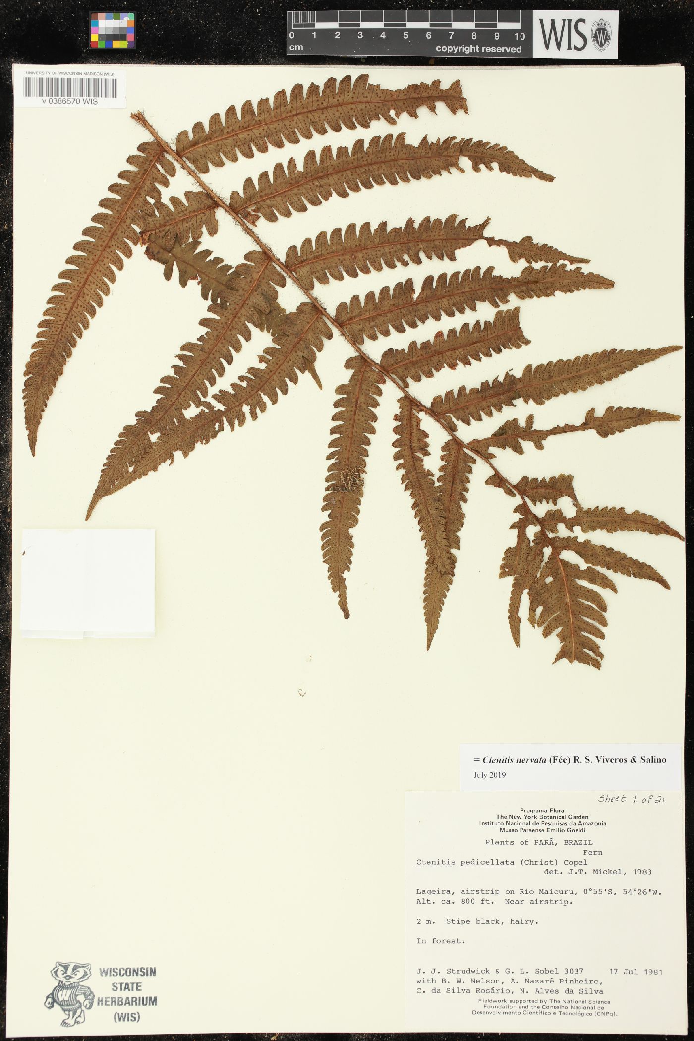Ctenitis nervata image