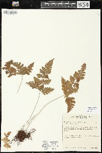 Triplophyllum funestum image