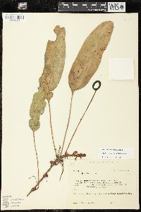 Elaphoglossum glaucum image