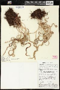 Elaphoglossum gratum image