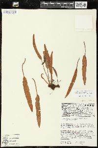 Elaphoglossum hartwegii image