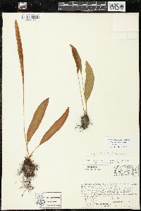 Image of Elaphoglossum muelleri