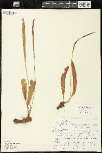 Elaphoglossum muelleri image