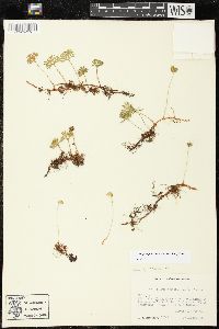 Elaphoglossum peltatum image