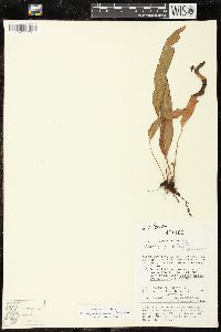 Elaphoglossum peltatum image