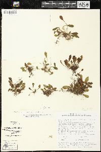 Elaphoglossum piloselloides image