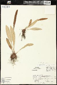 Elaphoglossum sartorii image