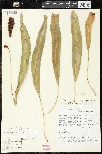 Elaphoglossum sartorii image