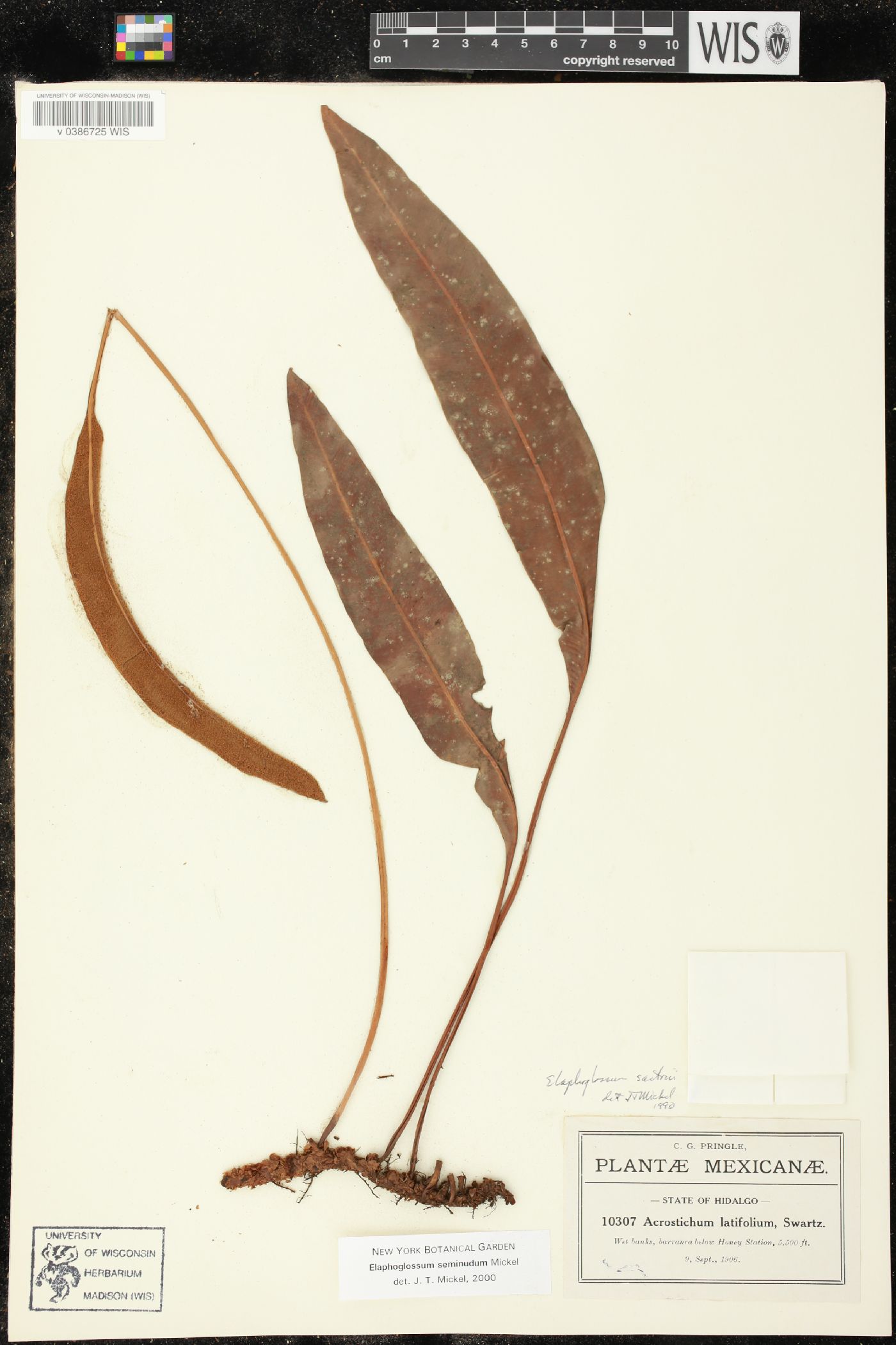 Elaphoglossum seminudum image