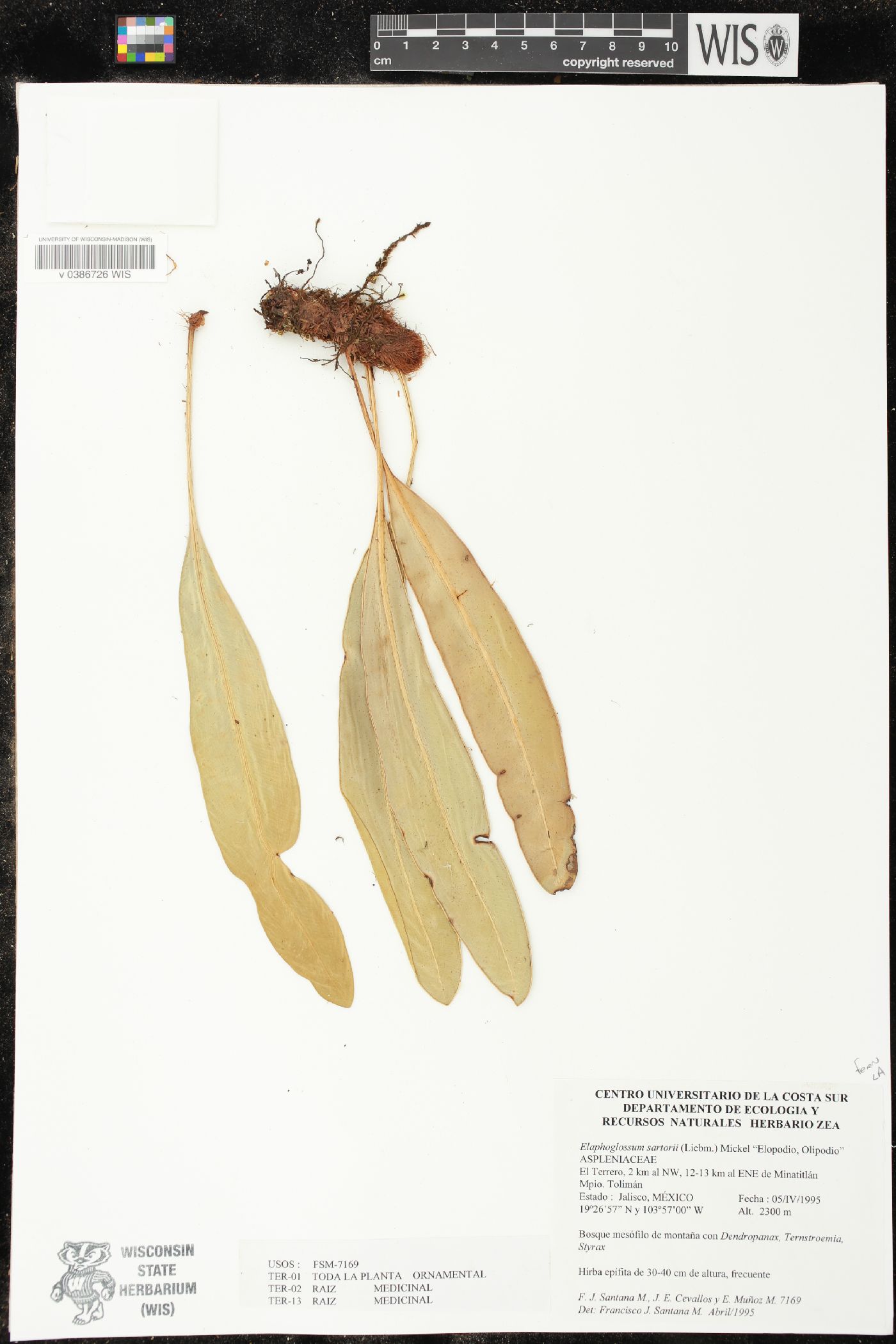 Elaphoglossum sartorii image